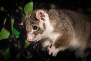 possum2